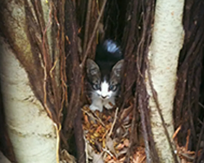 Cat exploring outdoors near bushes