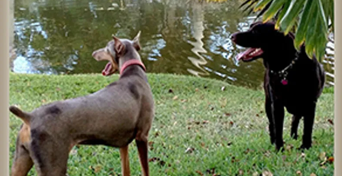 Group of dogs of various breeds